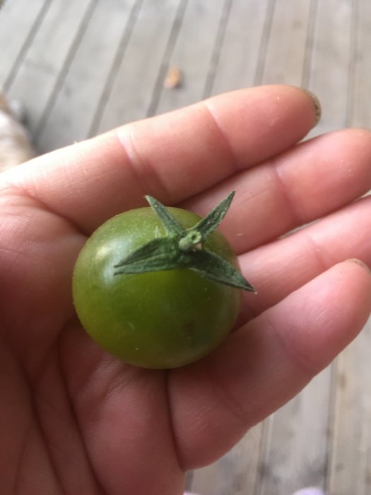 En hand håller en omoget grön tomat av sorten Limetto, saftig och syrlig, redo att skördas.