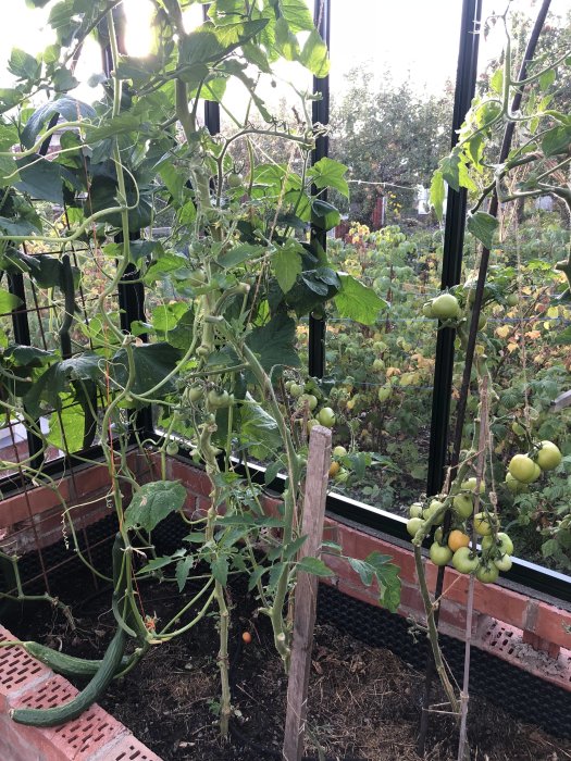 Växthus med majs, zucchini och gröna tomater på växtstöd, visar en produktiv grönsaksträdgård.