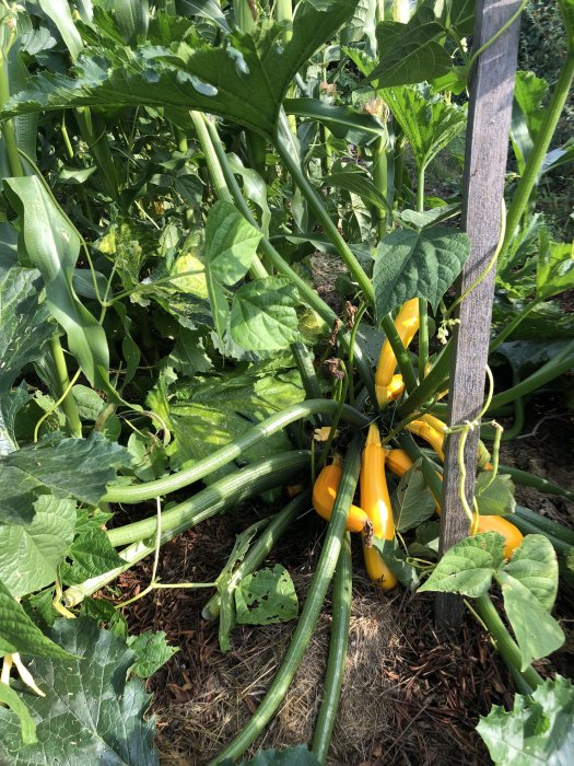 Växande zucchini och stångvaxbönor i en grönskande trädgårdsodling.