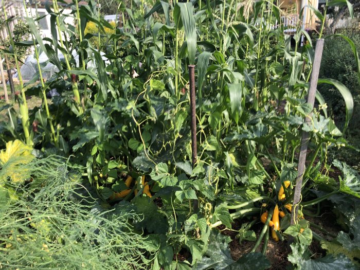 Växande majs, zucchini och stångvaxbönor i en växthusmiljö med grönt bladverk i förgrunden.