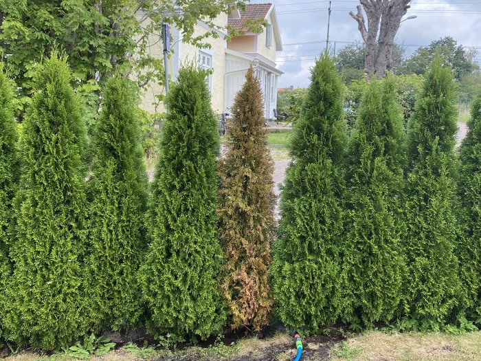 Rad av thuja häckar med gröna blad där en mitt i är brun och ser död ut.