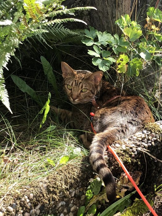 Katt som ligger i skuggan bland gröna växter och gräs, ser på kameran.