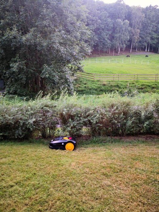 Robogräsklippare på gräsmatta med hästhage och träd i bakgrunden.