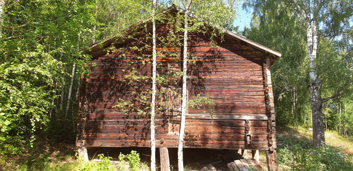 Trätimmerloge som lutat sig märkbart åt en sida, stödd på gamla murkna träplintar i en skogsmiljö.