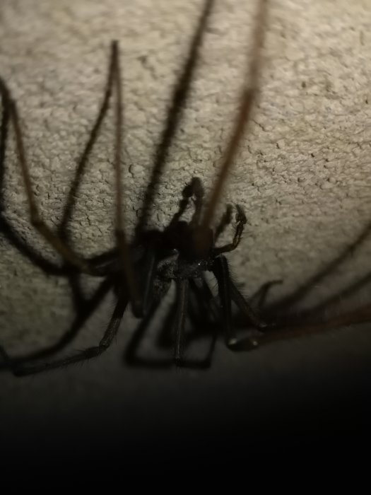 Närbild på en stor spindel mot en ljus vägg, vilken ger skuggor av dess långa ben.