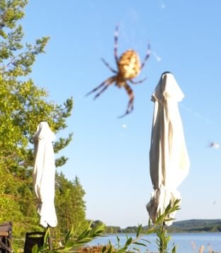 Spindel i nät förgrundsvis med skyddsklädda stolar i en sjöutsikt trädgård.