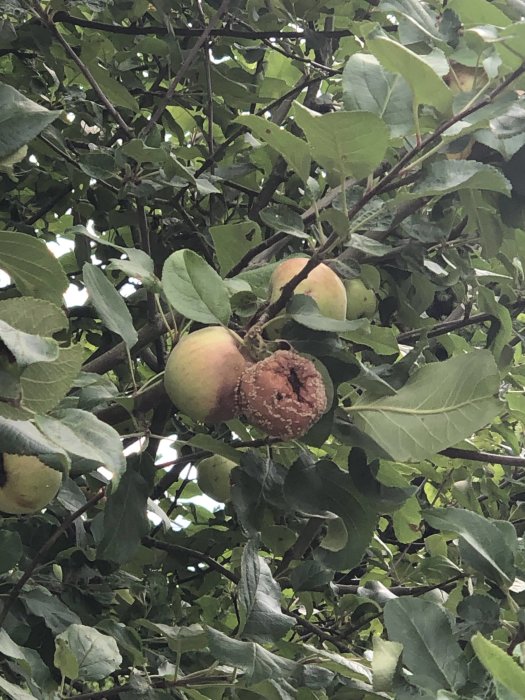 Äppleträd med flera mognande äpplen, ett ruttnande äpple synligt.