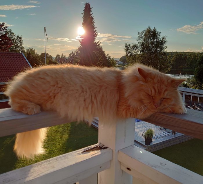 En långhårig, orange katt sover stilfullt på ett balkongräcke vid solnedgång.