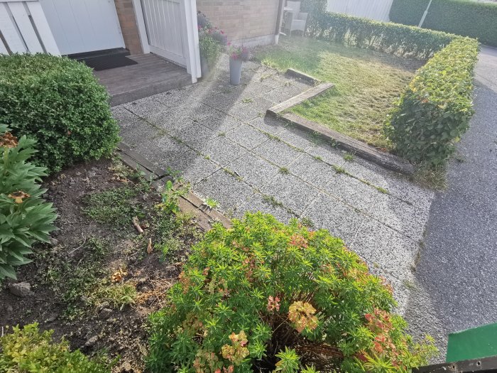 Ojämnväxande gräsplätt med mossig yta, stenplattor längs gång och häck.