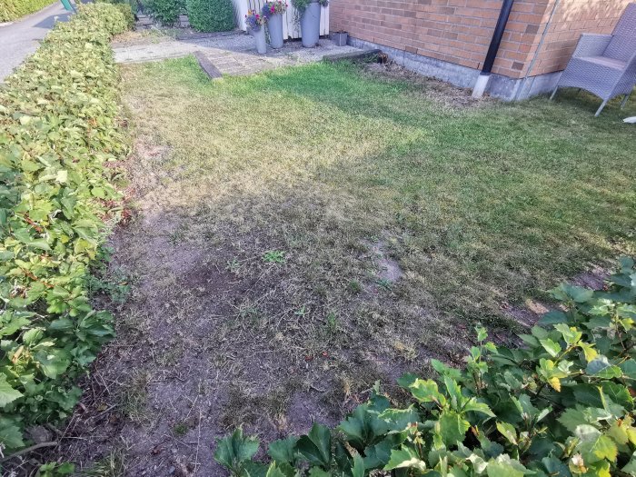 Ojämn gräsplätt med mossig yta och viss död vegetation, flankerad av levande häck och stenplattor.