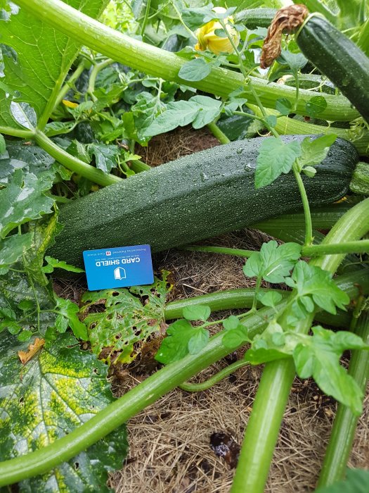 Stor zucchini omgiven av gröna blad och en överraskad trädgårdsodlare.