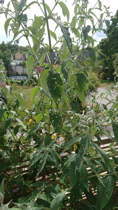 Buddleja (fjärilsbuske) med håliga och skadade blad mot en bakgrund av bostadshus och grönområde.