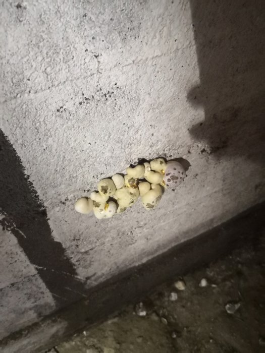 Svampväxt på betongvägg i jordkällare med synligt jordgolv.