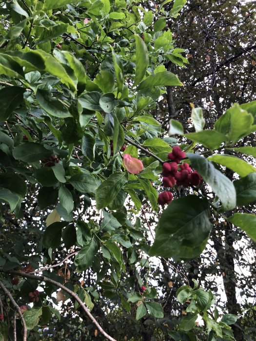 Bladverk med röda bär och en ensam rosa knopp bland gröna blad.