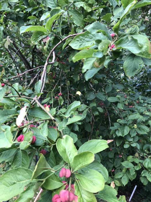 Buske med gröna blad och rosa bär i förgrunden, en fråga om växtidentifiering.