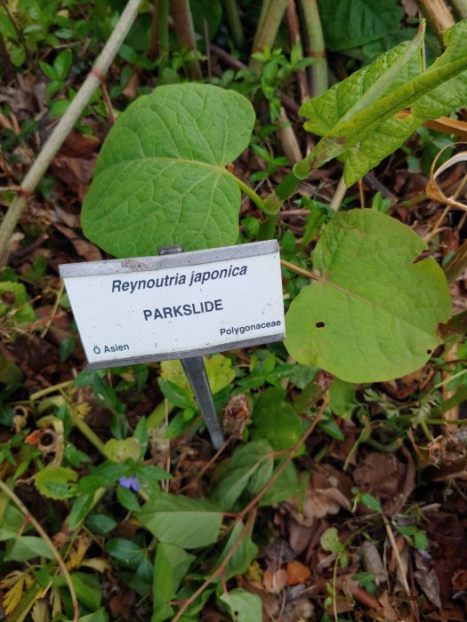 Växtskylt för Parkslide (Reynoutria japonica) omgiven av gröna blad och växtlighet.