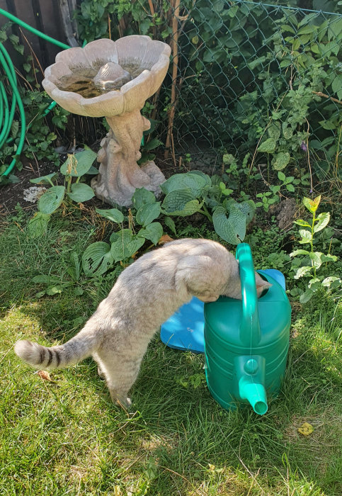 Katt som dricker ur en grön vattenkanna bredvid en stenfontän i en trädgård.