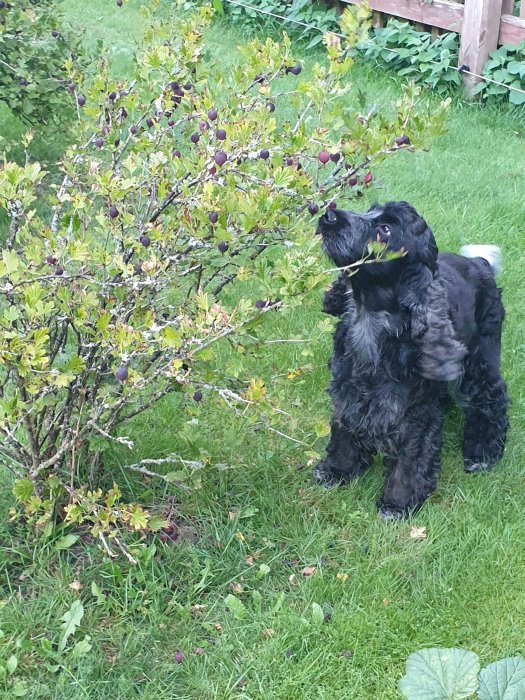 Svart hund vid en krusbärsbuske, ser ut att snusa eller smaka på bären.