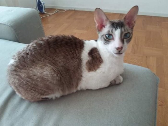 Cornish rex-katt med vit och brunt päls sitter på en soffa.