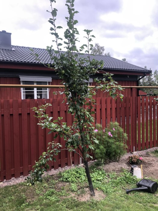 Ett ungt träd med spretiga grenar och mogen frukt framför ett rött staket med hus i bakgrunden.