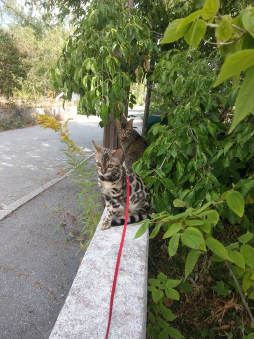 Ungkatten Maui på en kant med röd koppel framför en buske och farmors katt Wilma i bakgrunden.