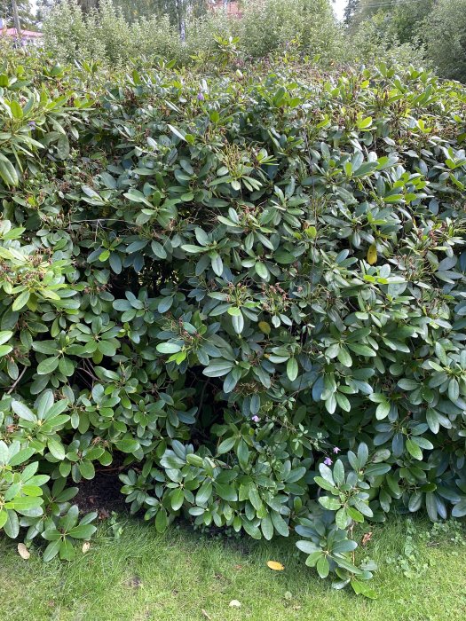 Lush green shrubbery revitalized after being treated with Ferogent iron solution.