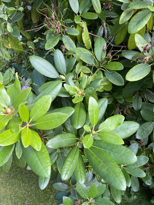 Levande gröna blad på en växt som återhämtat sig efter järnbehandling mot näringbrist.