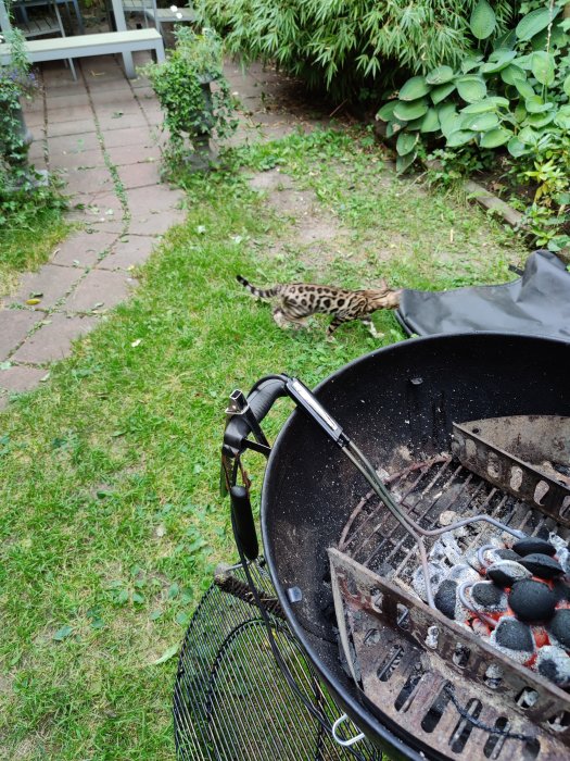 Katt som närmar sig en tom kolgrill i en trädgård.