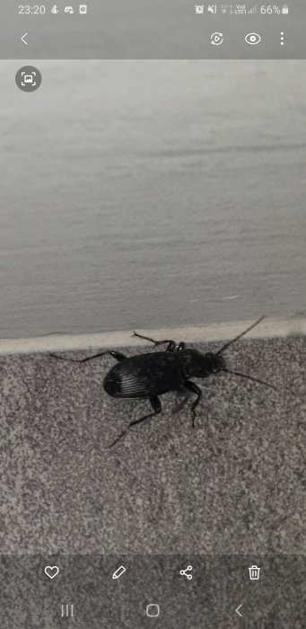 Svart skalbagge på ett grått källargolv vid en väggkant, cirka 2 cm lång.