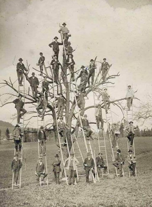 Svartvit historisk bild av många personer som poserar på grenarna och stegar i ett stort naket träd.