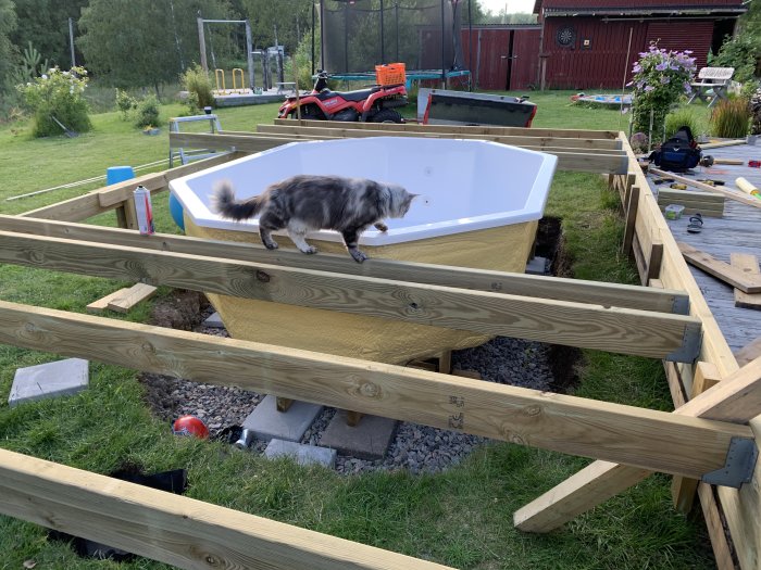 Byggstadier av en terrasspool med träregelverk och en vit badbalja, en katt på reglarna, i en trädgård.