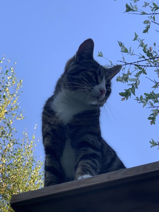 Tabbykatt poserar ståtligt mot en klarblå himmel på en takkant med grenar i bakgrunden.