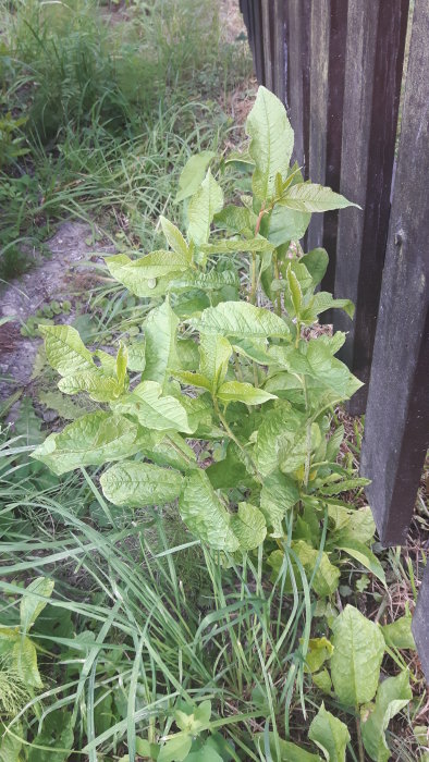 Växt med stora gröna blad bredvid en mörk plankvägg, verkar sprida sig i trädgården.