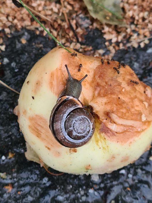 Snigel och myror på ett bitet äpple på marken.