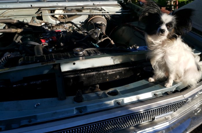 Papillonhund sitter vid en öppen motorhuv och inspekterar bilens motor.