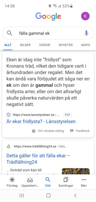 Skärmbild av Google-sökresultat om att fälla gammal ek med informationslänkar och utdrag.