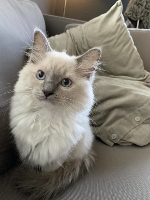 En blåögd kattunge vid namn Bosse sitter på en soffa med gröna kuddar i bakgrunden.