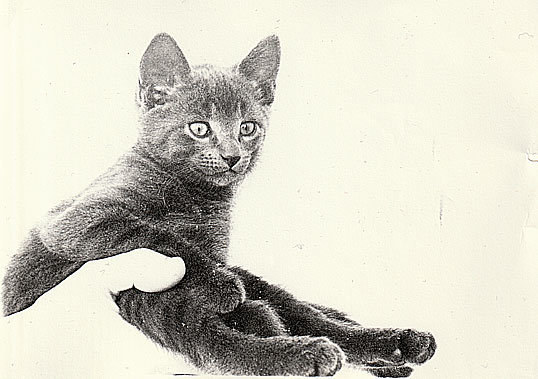 Grå kattunge som ser överraskad ut med en framtass lyft.