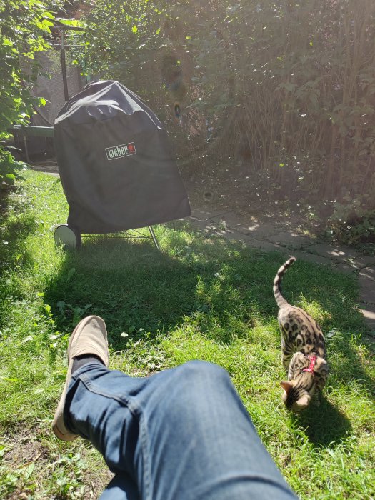 Katt med sele promenerar i solig innergård nära en grill och personens avslappnade ben.