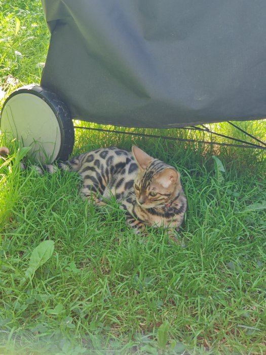 Katten ligger avslappnad i gräset under en presenning på en innergård.