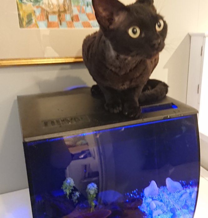 Katten Jiji sitter ovanpå ett akvarium med suddig bakgrund och blickar åt sidan.