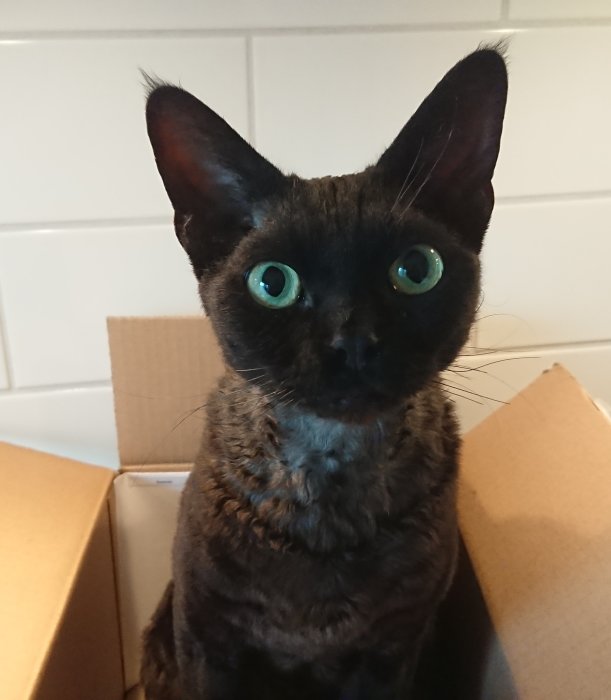 Svart katt med stora gröna ögon sitter i en brun kartong på en köksbänk.