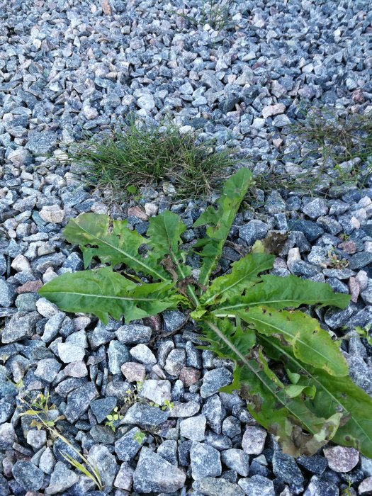 Brännässlor behandlade med Glyfos belägna på en grusuppfart, inga synliga förändringar efter behandling.