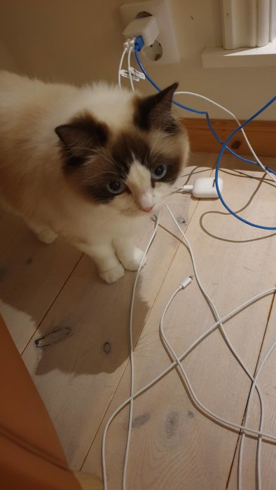 En vit och brun katt med blå ögon tittar försiktigt i ett rum med kabeltrassel på golvet.