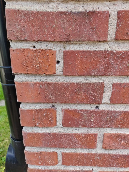 Närbild på tegelvägg med hål i fogarna efter borttagna spikar för klätterväxter.