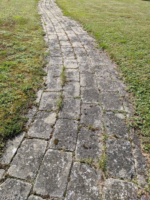 Stensatt gång med ogräs mellan plattorna omgiven av gräsmatta.