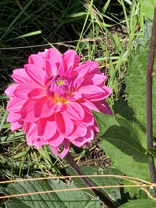 Ljusrosa dahlia med gul mitt i grönskande trädgård.