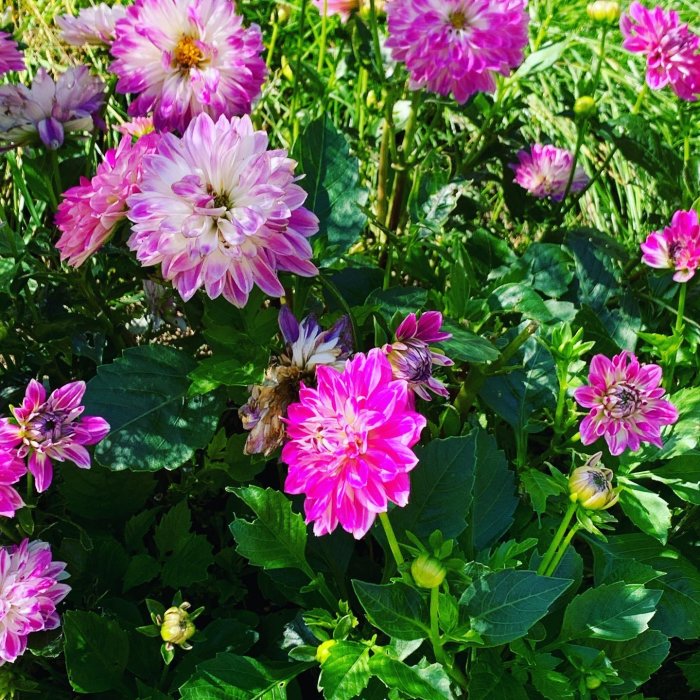 Blommande rosa och lila dahlior med gröna blad i solsken.