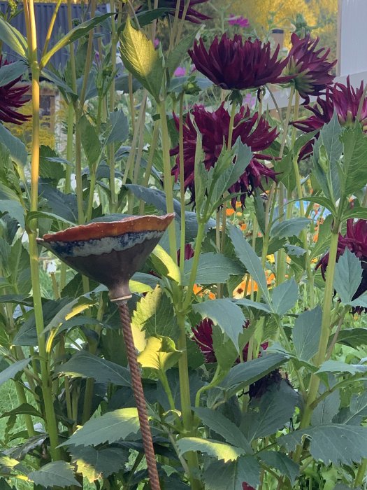 Rostig fågelbad bland mörkröda blommor och gröna blad i en trädgård.