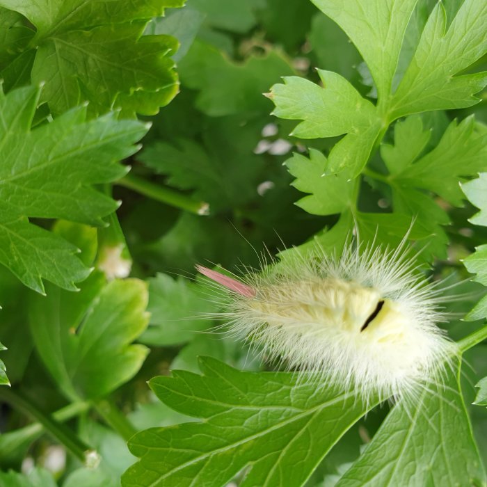 Fluffig larv med svart gap och rosa detaljer på grönt bladverk.